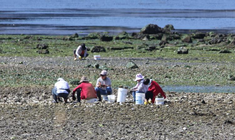 Family Digging for Clams